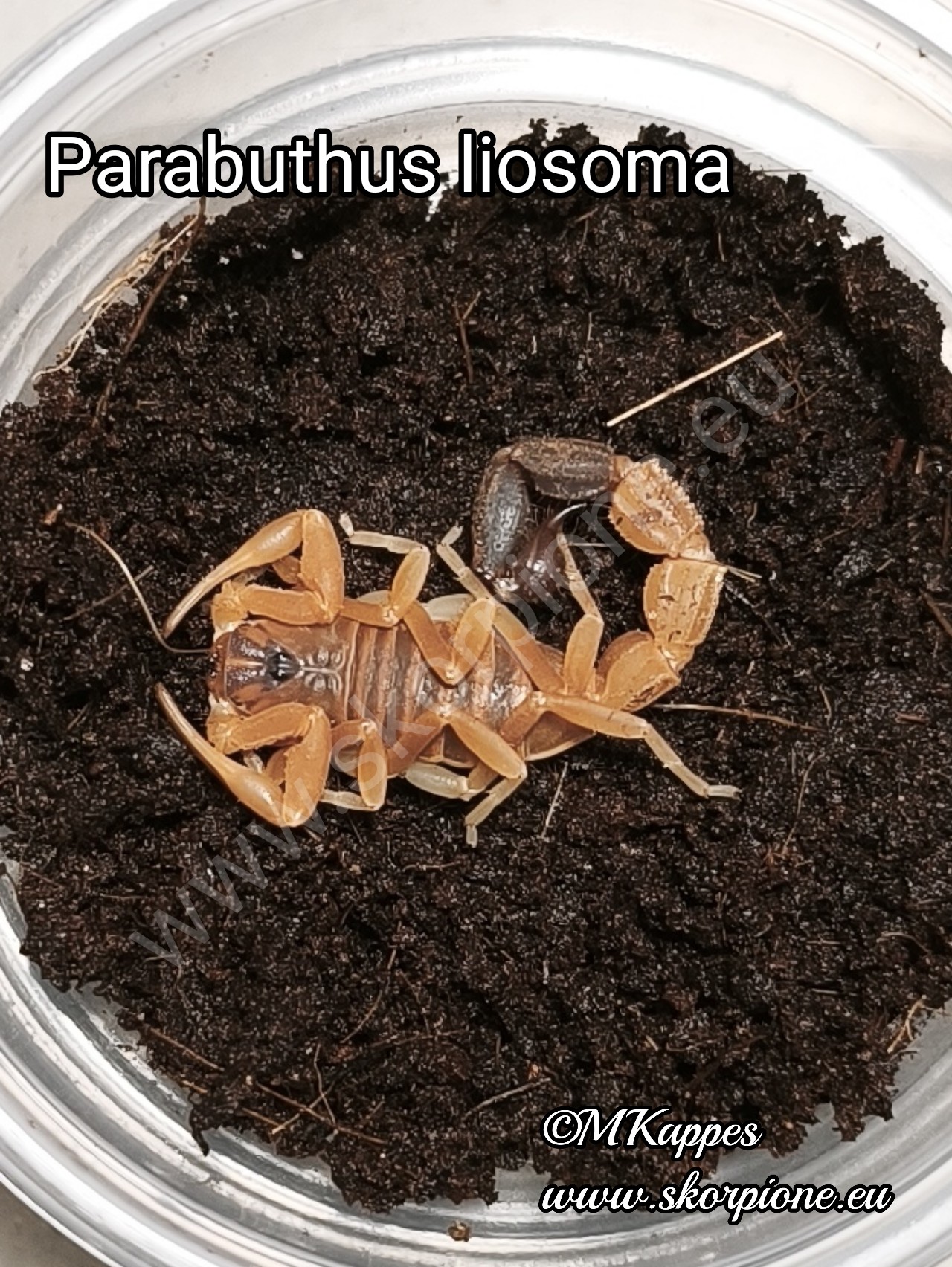 Parabuthus lliosoma