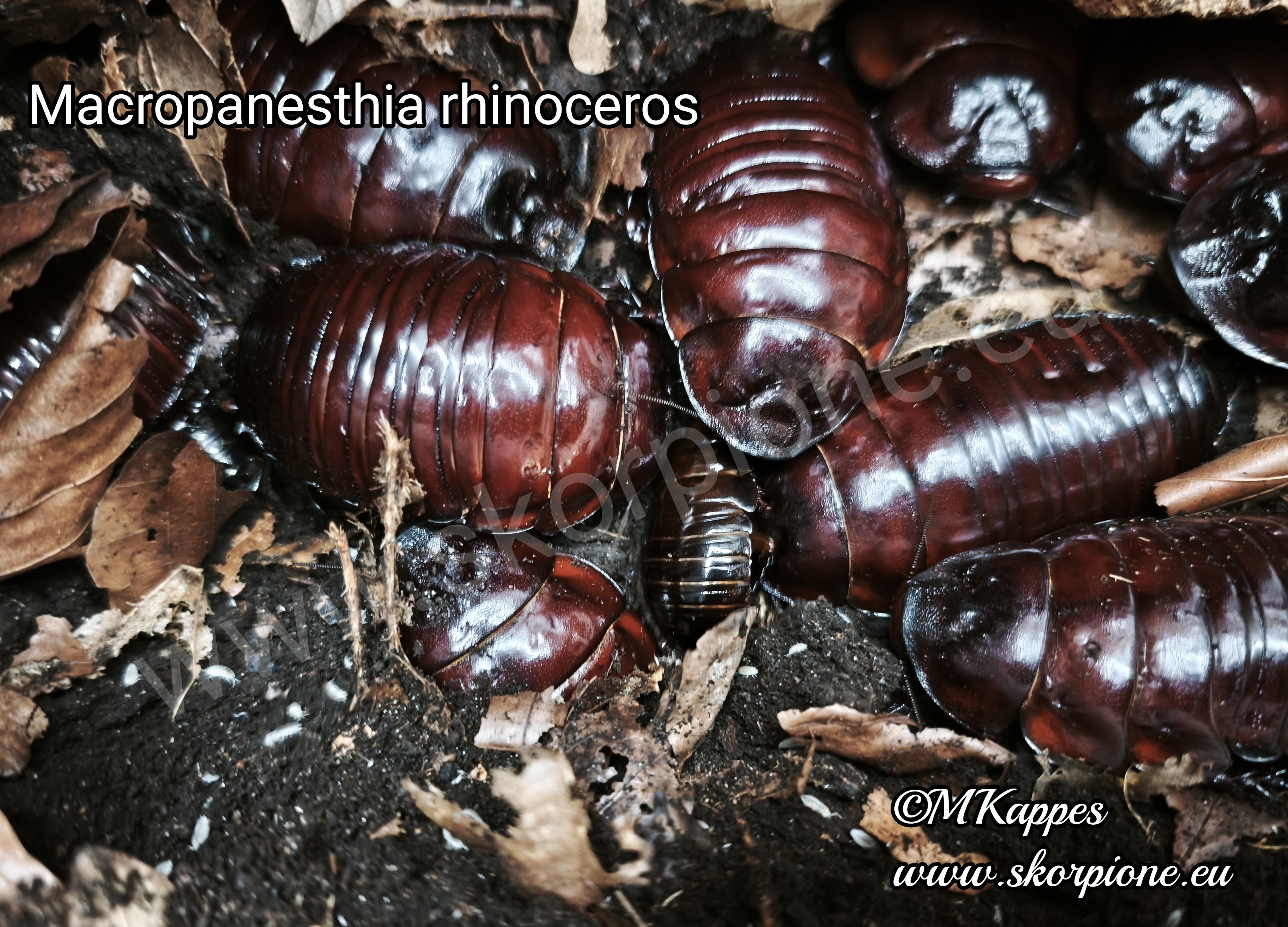 Macropanesthia rhinoceros mit ENZ