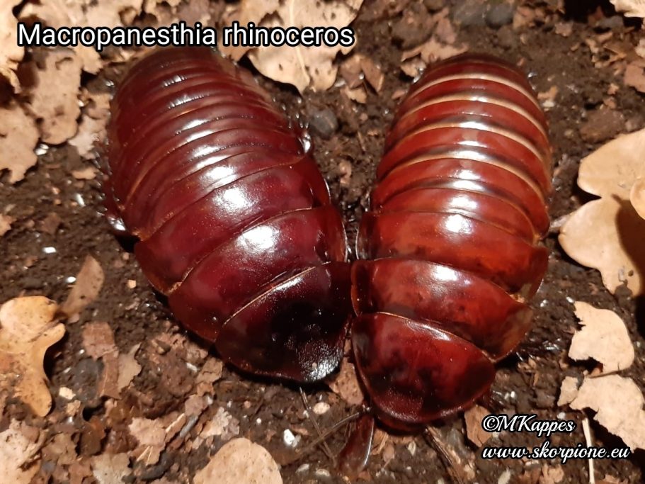Paar Macropanesthia rhinoceros (Australische Riesenschabe)