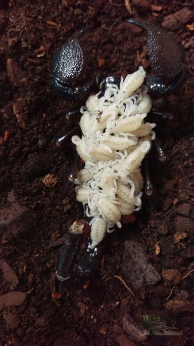 Skorpion mit Nachwuchs