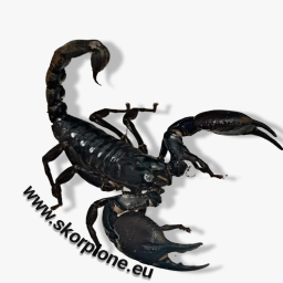 www.skorpione.eu