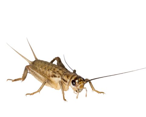 Heimchen "Acheta domesticus"