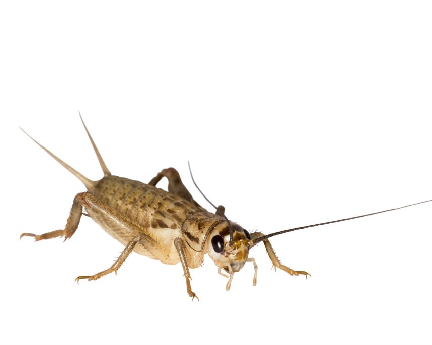 Heimchen "Acheta domesticus"