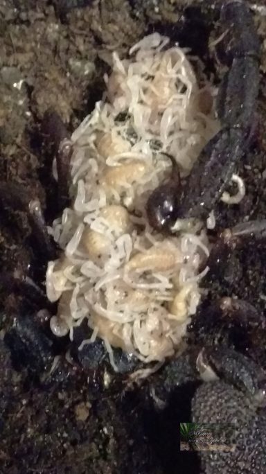 Skorpion mit Nachwuchs