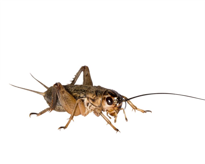 Steppengrillen "Gryllus assimilis"
