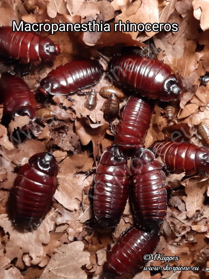 Gruppenhaltung Macropanesthia rhinoceros