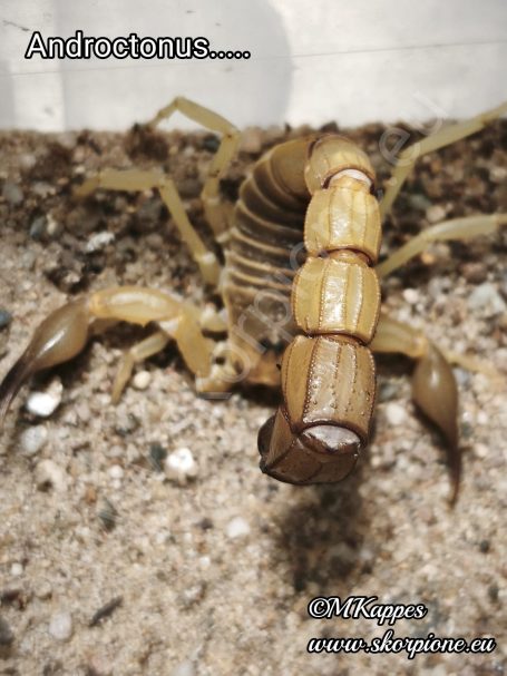 Androctonus australis 1.0 in Abwehr Haltung