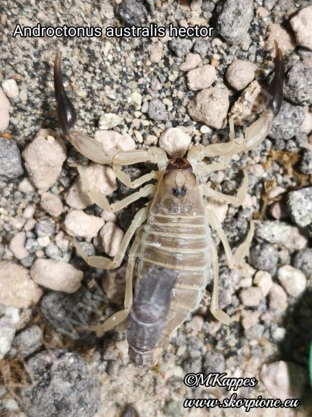 Androctonus australis hector