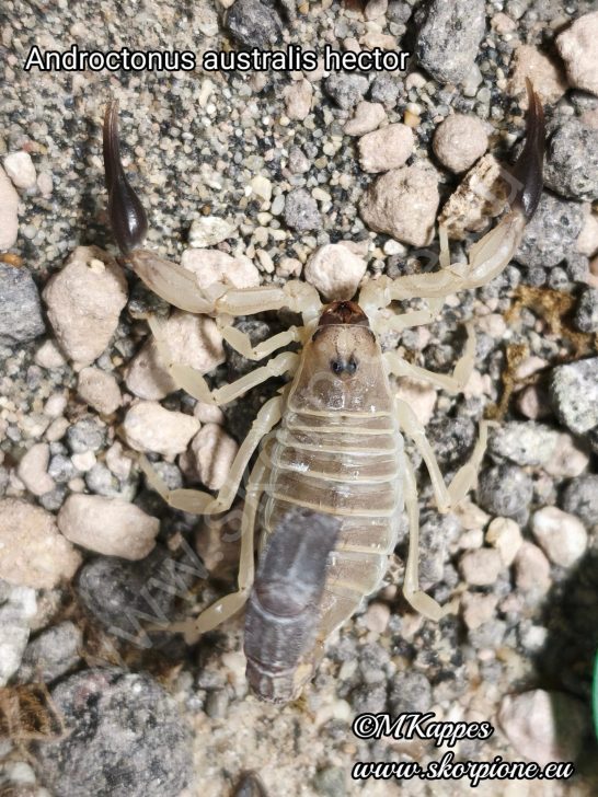 Androctonus australis hector