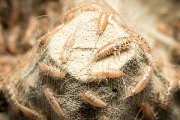 Ofenfischchen "Thermobia domestica"