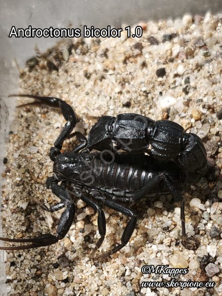 Androctonus bicolor 1.0 
