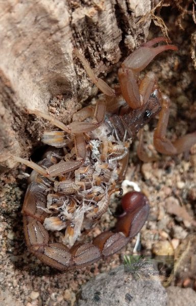 Skorpion mit Nachwuchs