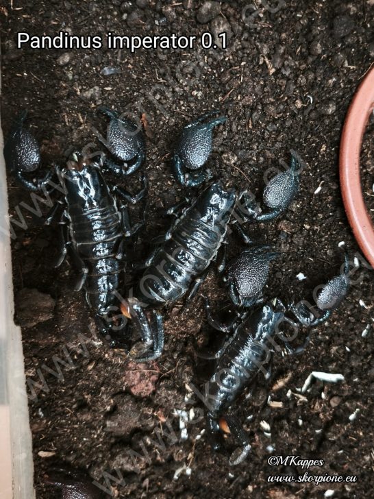 Eine Gruppe von drei adulten Kaiserskorpionen (Pandinus imperator) auf feuchtem Terrarien-Bodengrund. Infos zur artgerechten Gruppenhaltung 