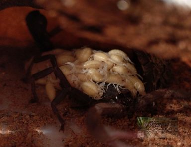 Skorpion mit Nachwuchs