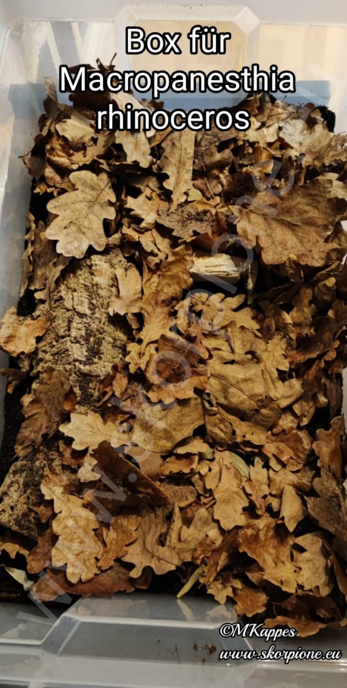 Haltung von Rhinoschabe / Macropanesthia rhinoceros in einer Box
