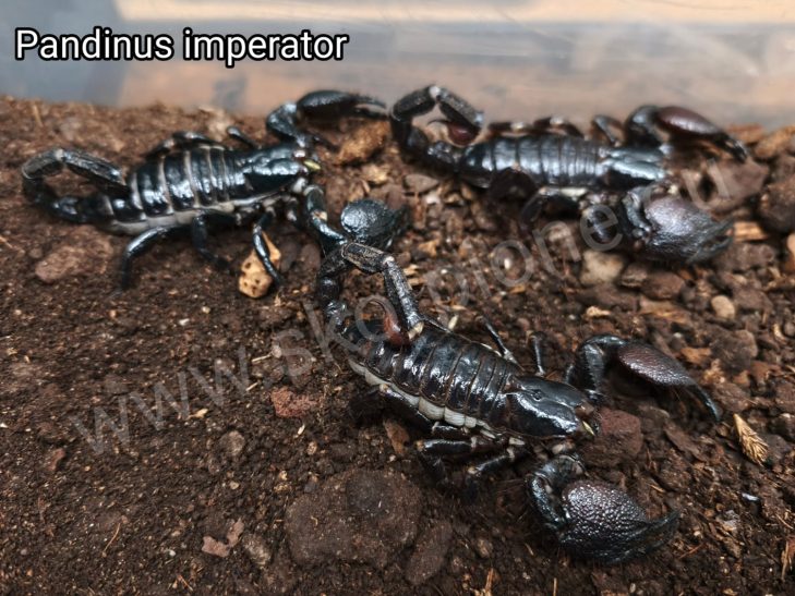 Drei adulte Kaiserskorpion Weibchen (0.3 Pandinus imperator) auf Terrarien-Bodengrund. Professionelle Skorpion Haltung und Zucht auf www.sko