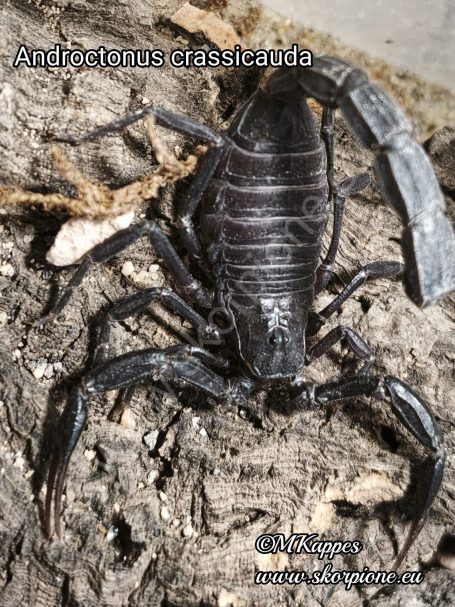 Androctonus crassicauda