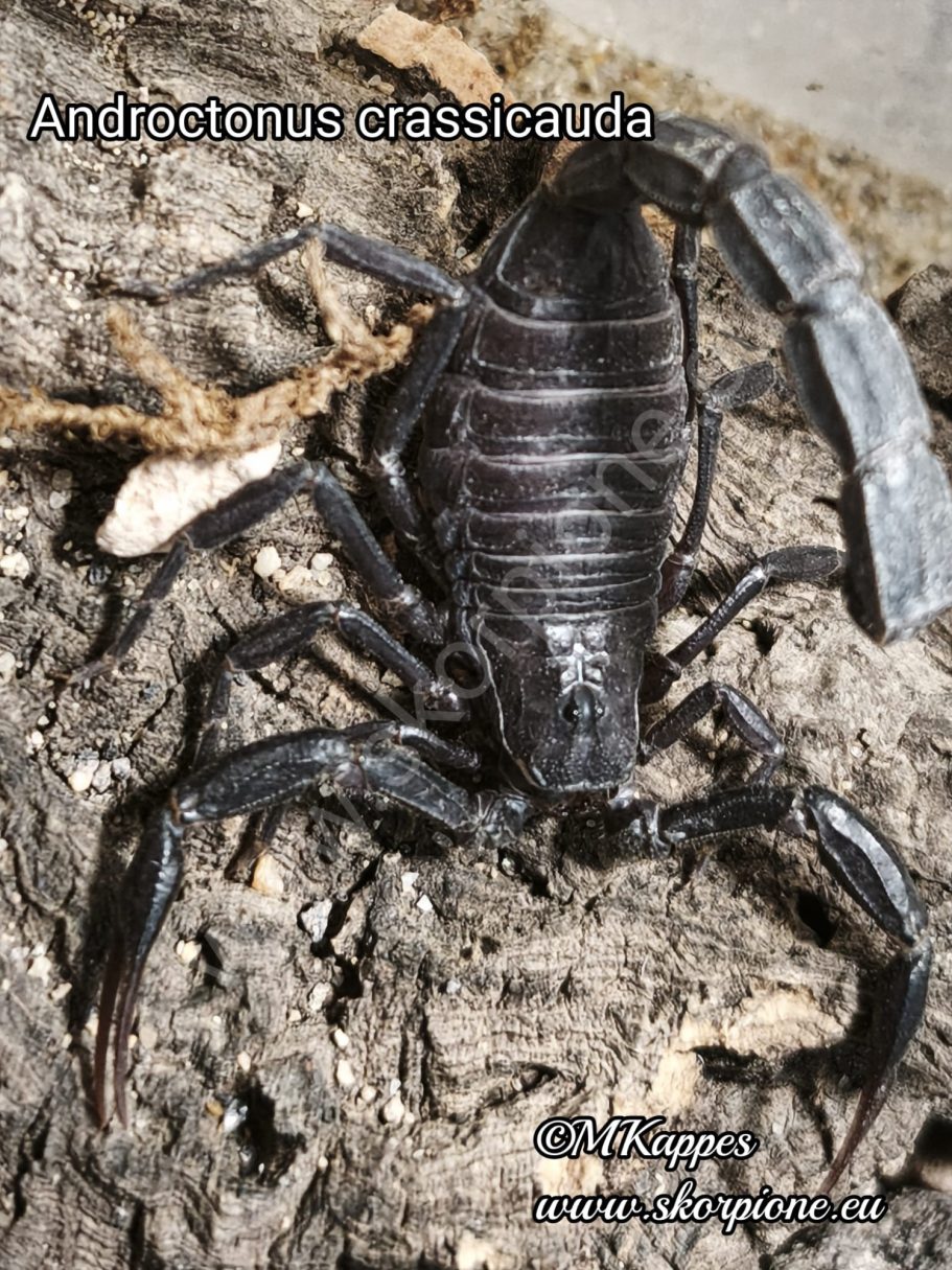 Androctonus crassicauda
