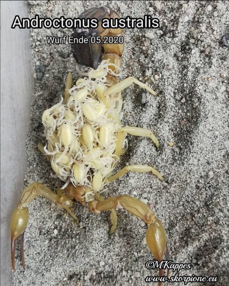 Der Skorpion Androctonus australis mit Jungtieren auf seinem Rücken.
