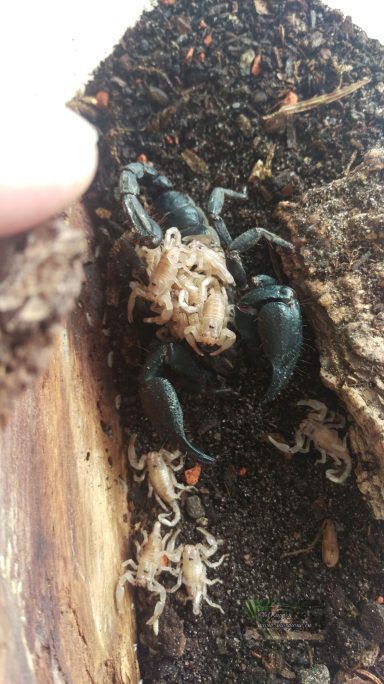 Skorpion mit Nachwuchs