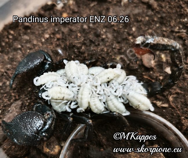Ein zweites Kaiserskorpion Weibchen (Pandinus imperator) mit zahlreichen Instar-1-Jungtieren. Erfolgreiche Eigene Nachzuchten (ENZ) aus dem 