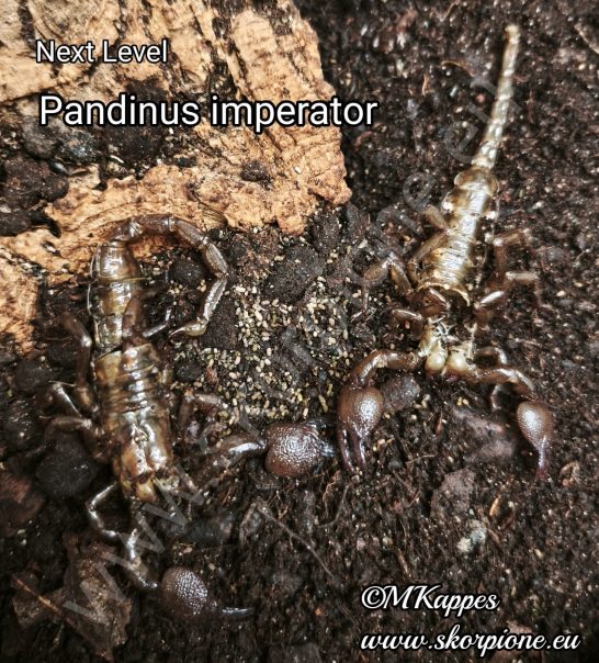 Zwei leere Häute (Exuvien) von Kaiserskorpionen (Pandinus imperator) nach einer erfolgreichen Häutung. Dokumentiertes gesundes Wachstum in d