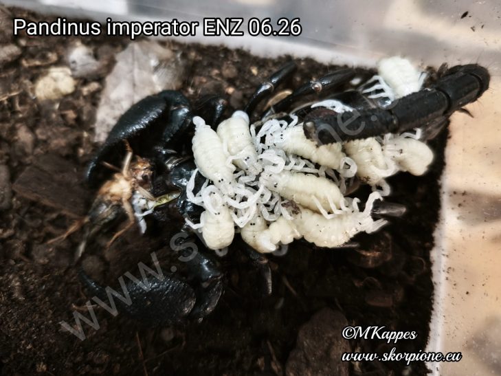 Weiblicher Kaiserskorpion (Pandinus imperator) mit frisch geborenen Instar-1-Jungtieren auf dem Rücken. Erfolgreiche Eigene Nachzuchten (ENZ